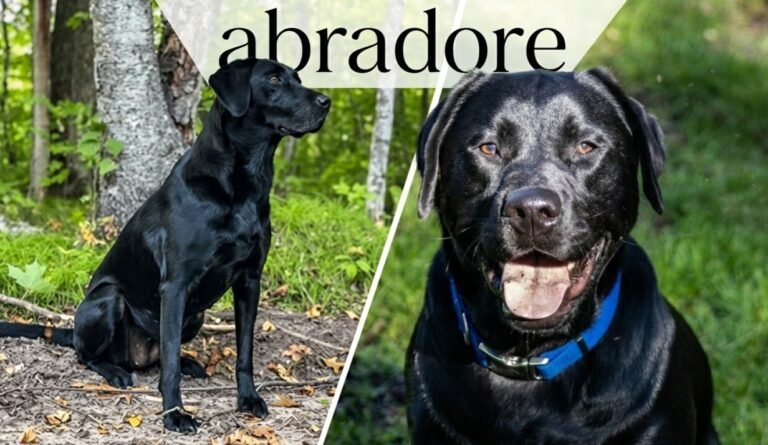 Abradore