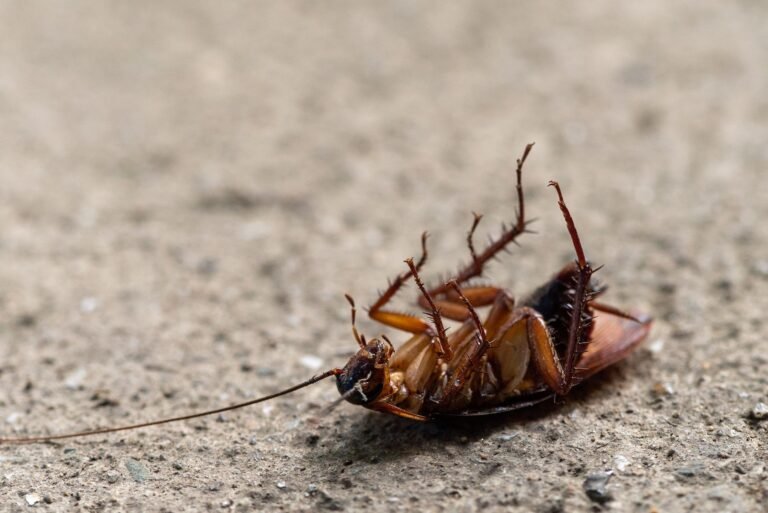 Cockroach Nest